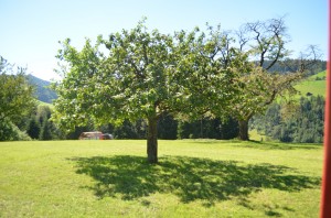 Baum