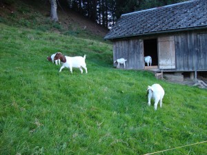 Geissen3