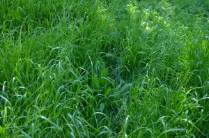 Gras