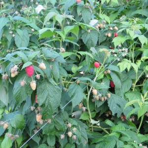 Himbeeren