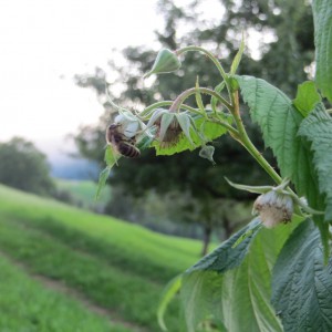Himbeeren3