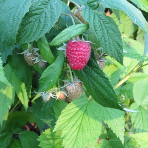 Himbeeren4