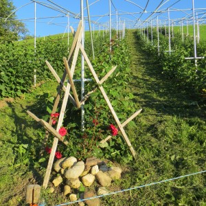 Himbeeren5