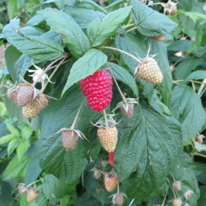 Himbeeren6