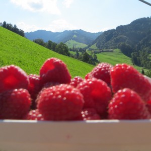 Himbeeren7