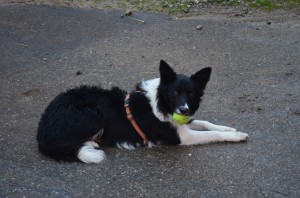 Hund