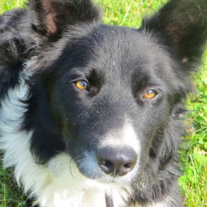 Hund2