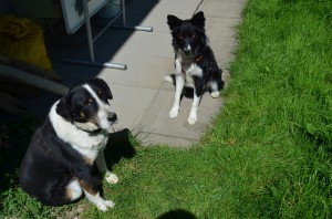 Hunde
