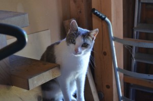 Katze
