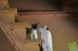 Katzen